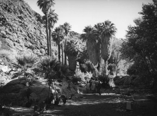 Palm Canyon area