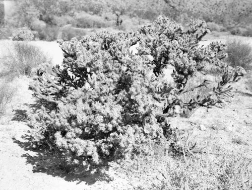Palm Canyon cactus, Palm Springs