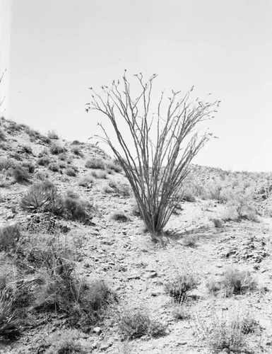 Palm Canyon cactus, Palm Springs