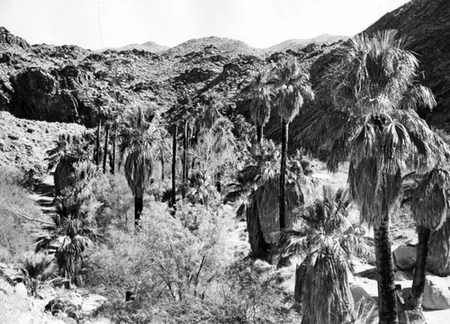 Palm Canyon