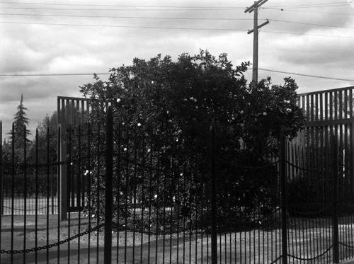 Washington navel orange tree