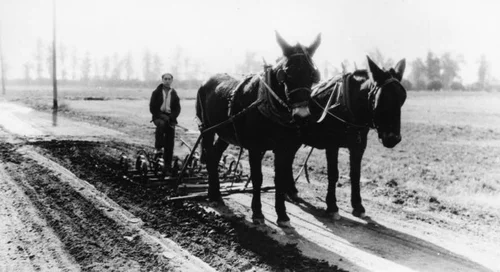 Sherman Institute student driving mule team