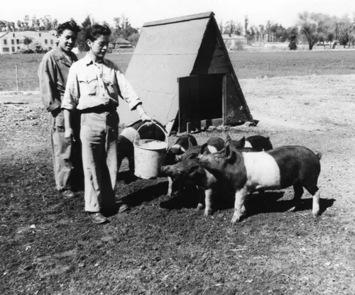 Sherman Institute students with swine