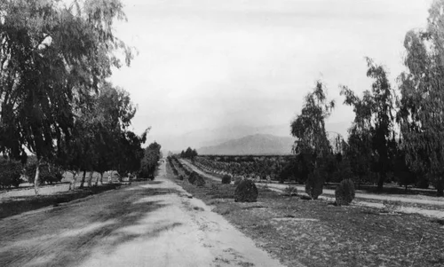Victoria Avenue
