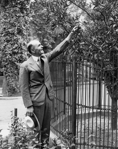 Washington naval orange tree