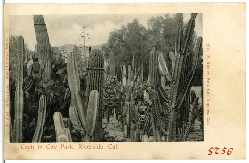 Cacti in City Park
