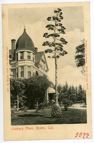 Century Plant, Rialto, California