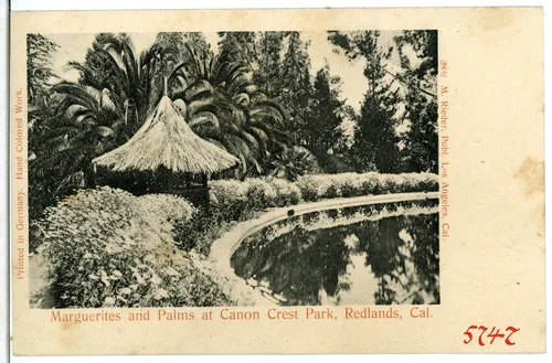 Marguerites and Palms at Canon Crest Park