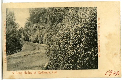 A Rose Hedge