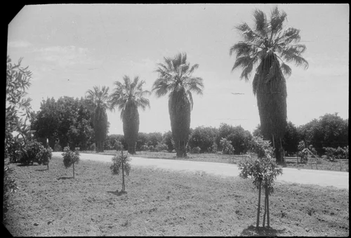 McKinley Avenue and Weber House grove, Riverside, California