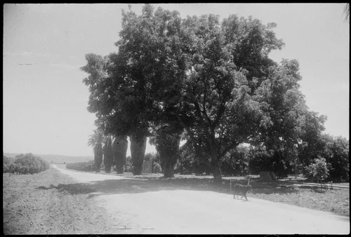 McKinley Avenue and Weber House grove, Riverside, California