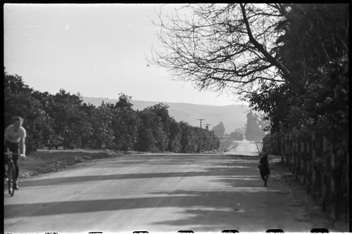Peter N. Weber and dog on McKinley Street at edge of Weber grove, Riverside, California