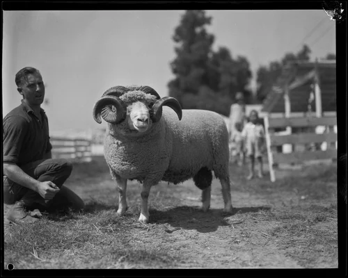 Ram on display at the Southern California Fair, Riverside, 1929