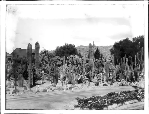 Cactus garden at Riverside, California, ca.1920