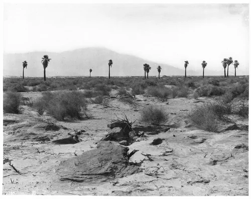 Group of twelve palm trees lined across the horizon in the Colorado Desert, northeast of Palm Springs near Indio, ca.1904