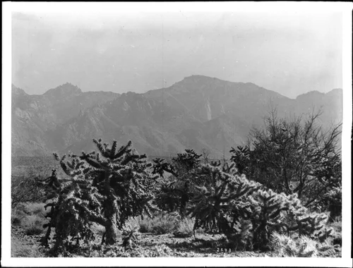 Clusters of jumping cactus on the Colorado desert in Riverside County, 1900