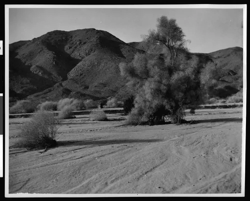 Desert scene in Riverside County, showing a smoke tree and mountains, ca.1903
