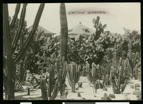 Cactus garden in Riverside, ca.1900