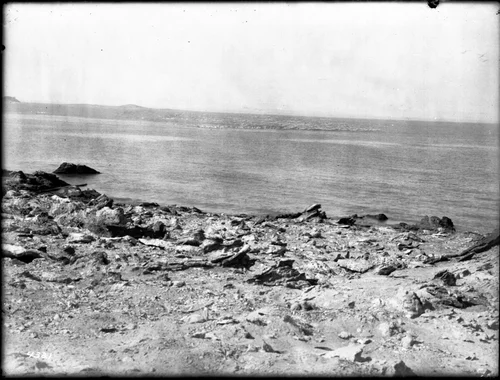 Pelicans at the Salton Sea, California, ca.1910
