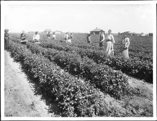 Group of people picking dewberries (blackberries), Riverside(?), California, ca.1900-1920