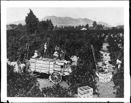 Workers picking and loading oranges in an orchard at Riverside, ca.1900