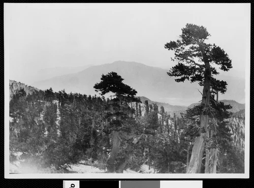 View of Mount San Jacinto from Mount San Gorgonio, ca.1900