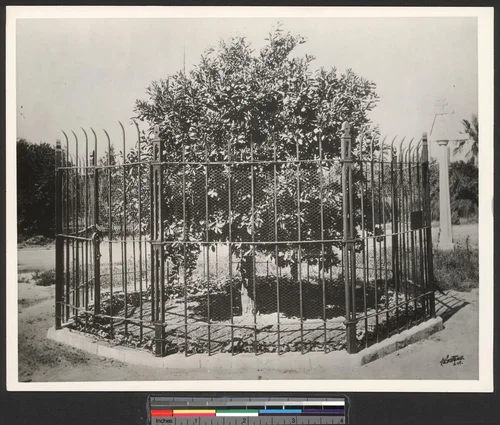 "The first orange tree brought to Riverside" surrounded by an iron picket fence, ca.1930