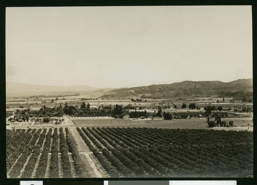 Panoramic view of Riverside orchards, ca.1900