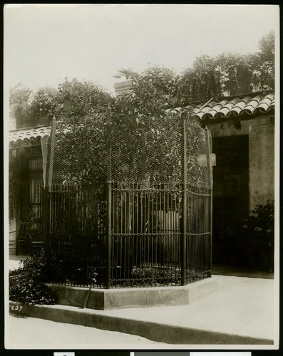 The first navel orange tree in California replanted here by President Theodore Roosevelt, ca.1910
