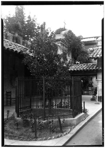 "Parent" orange tree (first in Riverside? Southern California?) in Mission Inn Courtyard, Riverside, ca.1930