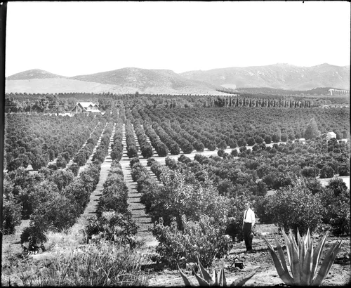 Riverside orange groves, ca.1920