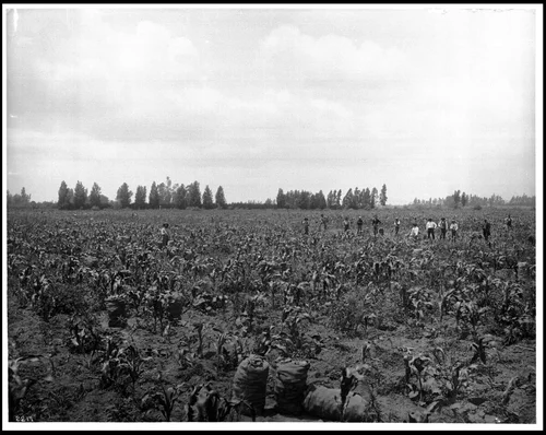 Harvesting a potato crop between rows of corn, Laguna Ranch, Riverside?