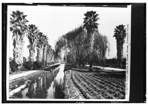 Irrigation ditch leading to orange groves, ca.1930