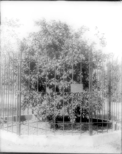 The first navel orange tree, Riverside