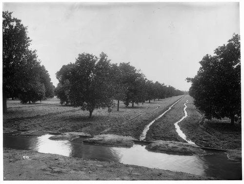 Orchards being irrigated, Riverside, ca.1890-1900