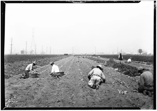 Harvesting potatoes, along Downey Road, west of Produce Terminal Market, Riverside County?, June 7, 1930