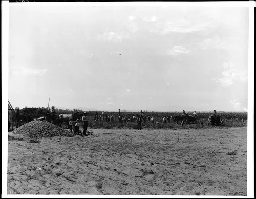 Harvesting a potato crop between rows of corn, Laguna Ranch, Riverside?