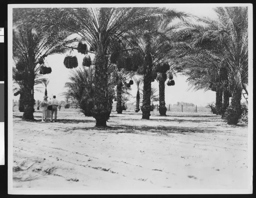 Crop of date palms, showing a man and a woman at left