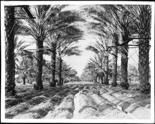 An orchard of date palms being irrigated, Indio (Palm Springs?), California, ca.1890