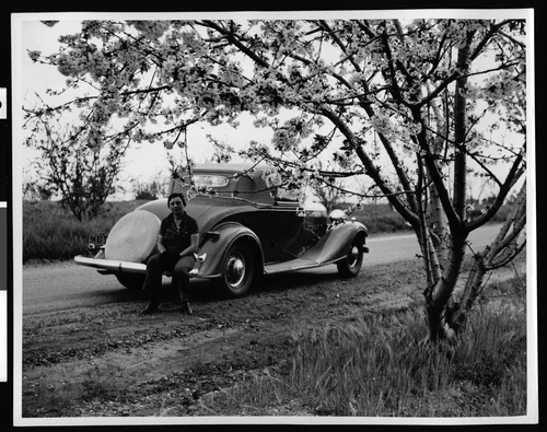 Woman sitting on a car bumper under a cherry tree in Beaumont , 1930-1940