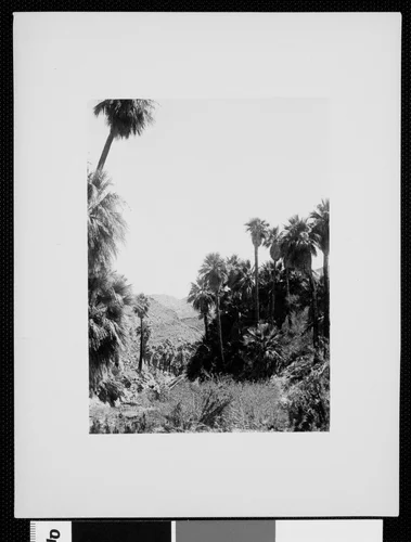 Palm Canyon near Palm Springs