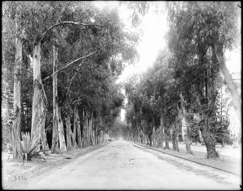 View of Magnolia Avenue in Riverside, ca.1900