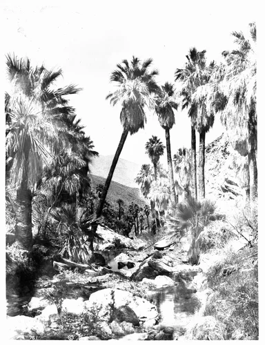 Palm Canyon near Palm Springs, showing palm trees (Washingtonia Filifera) over a creek, ca.1901