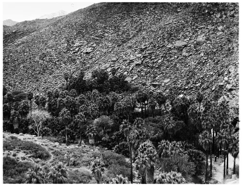 View of Palm Canyon, December 1926