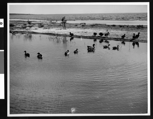 Ducks swimming in the Salton Sea at Date Palm Beach, ca.1920