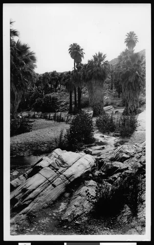 Palm Canyon near Palm Springs, showing a curving stream, ca.1900
