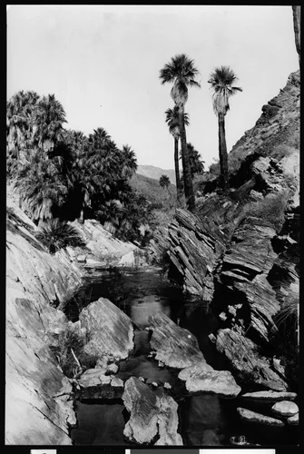 Oasis in Palm Canyon near Palm Springs, ca.1901