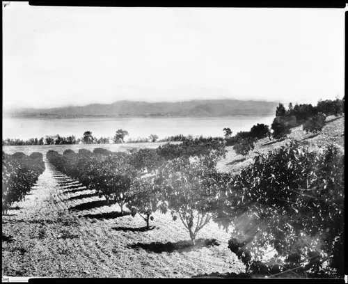 View of an orchard at Lake Elsinore, looking southeast, ca.1895