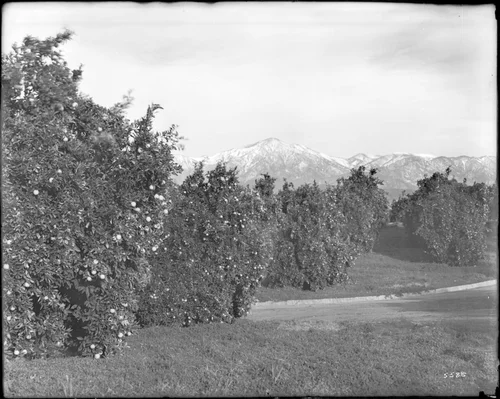 View of snow-capped Mt. San Bernardino from an orange grove, Redlands, 1900