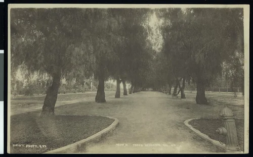 Long promenade under a canopy of trees, Redlands, ca.1900